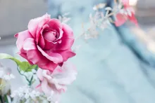 Une rose près d'une tombe.