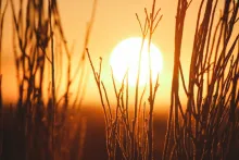 La silhouette des branches devant un coucher du soleil