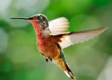 Colibri en vol.