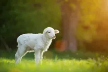 Un agneau