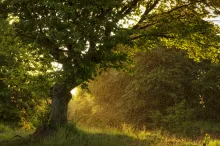 Coucher de soleil dans la forêt