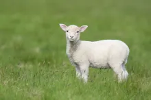 PA mars-avril - Trois aspects du grand sacrifice de Jésus-Christ