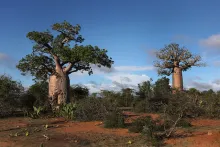 Boabob Trees in Madagascar