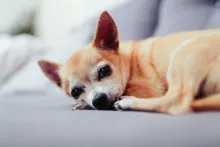 Un chien Chihuahua.