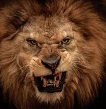 Zoom sur la tête d’un lion rugissant