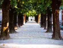 Un chemin bordé d'arbres