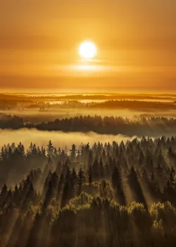 Beaux rayons de soleil dorés dans la forêt brumeuse