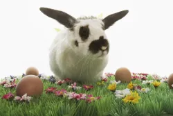 Un lapin noir et blanc dans l'herbe verte entourée d'oeufs de Pâques colorés.