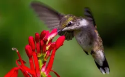 Un colibri se nourrit d'une fleur.