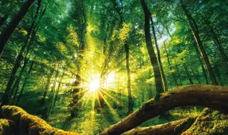 Du soleil qui brille dans la forêt