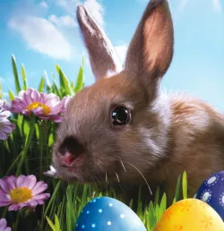 Un lapin et des œufs de Pâques.